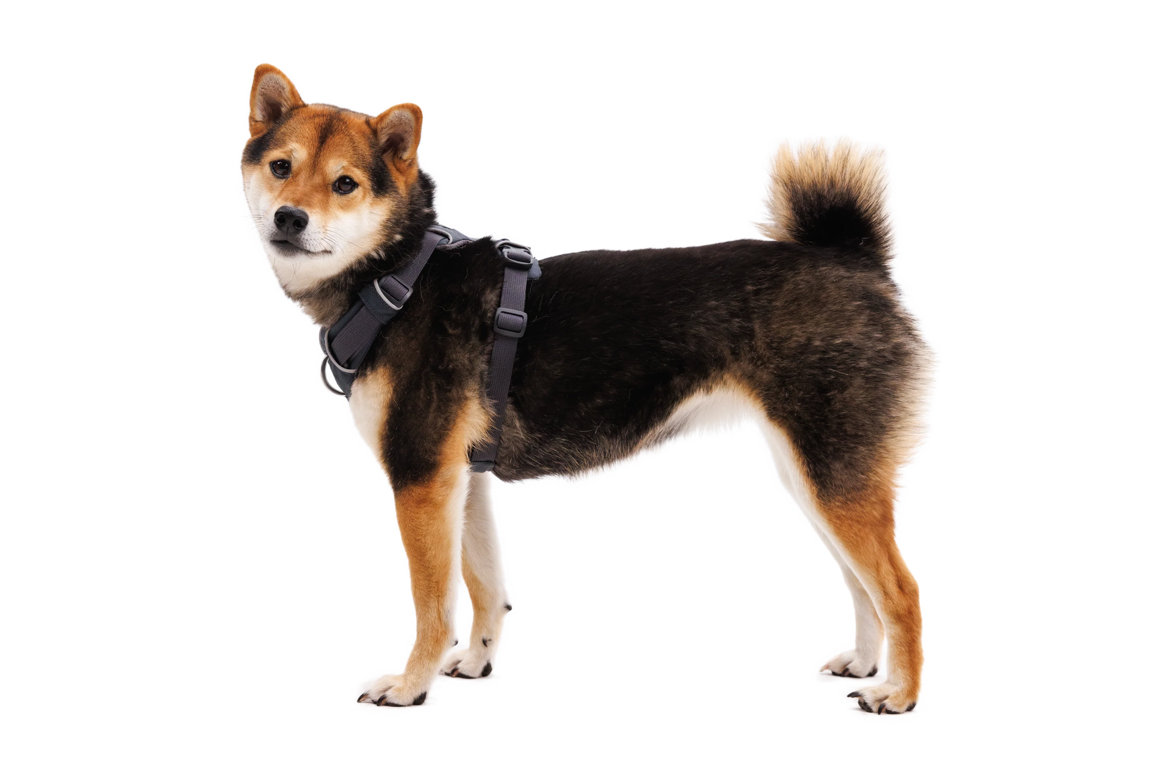 Front Range® Dog Harness - Image 3
