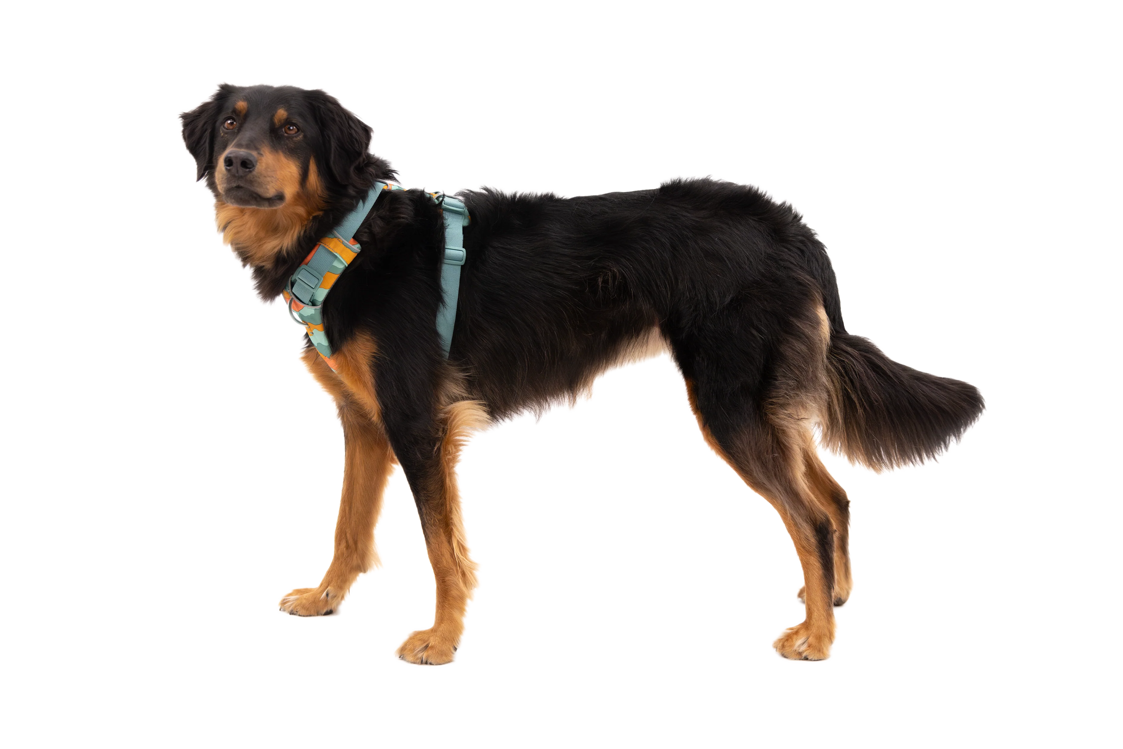 Front Range® Dog Harness - Image 56